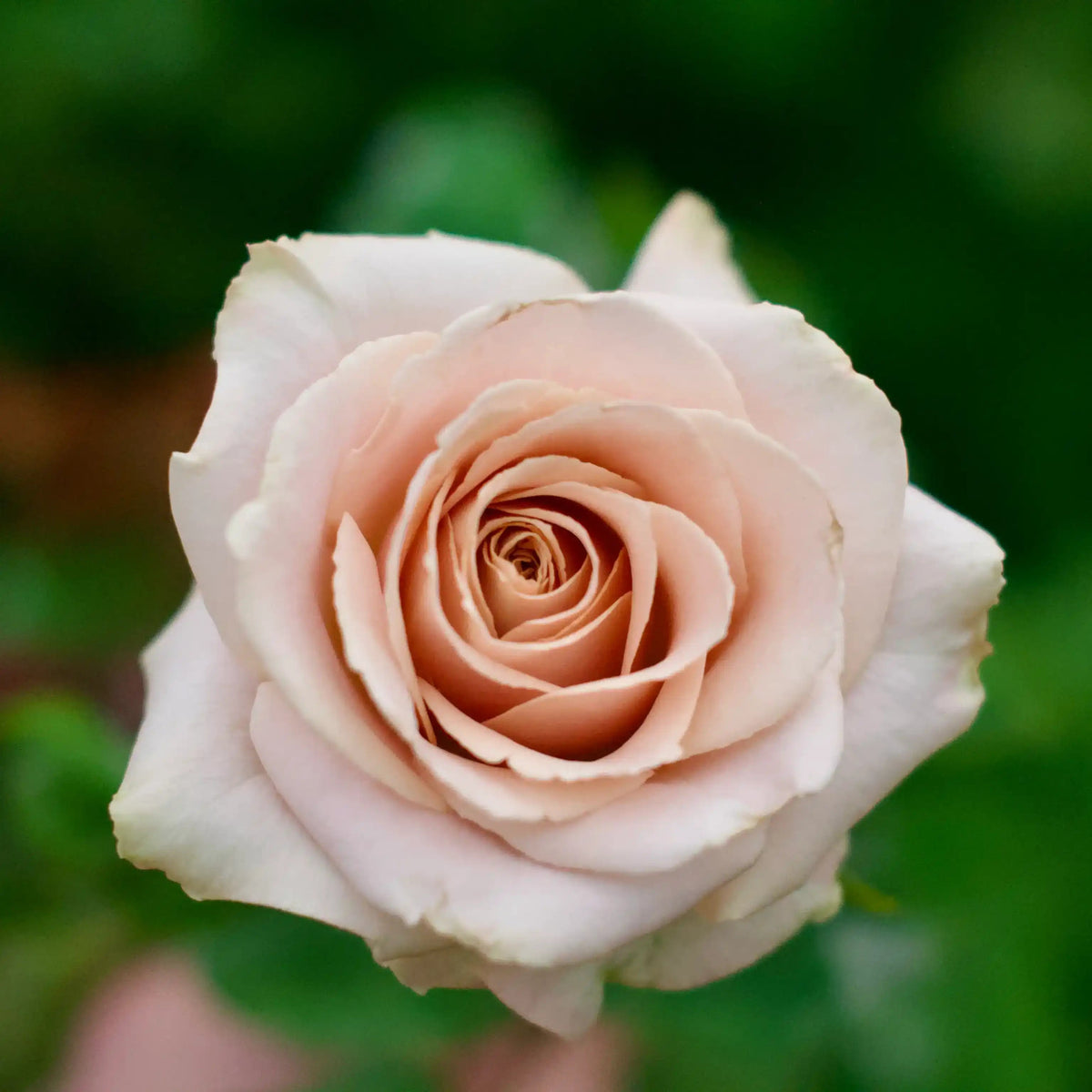 Rose - Quicksand