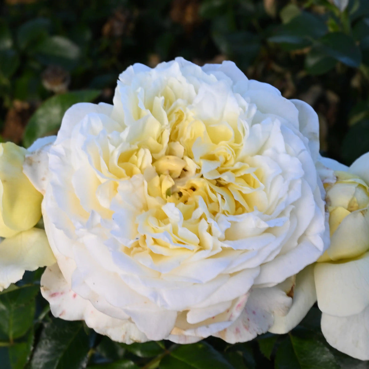 Rose - Rose de Bretagne