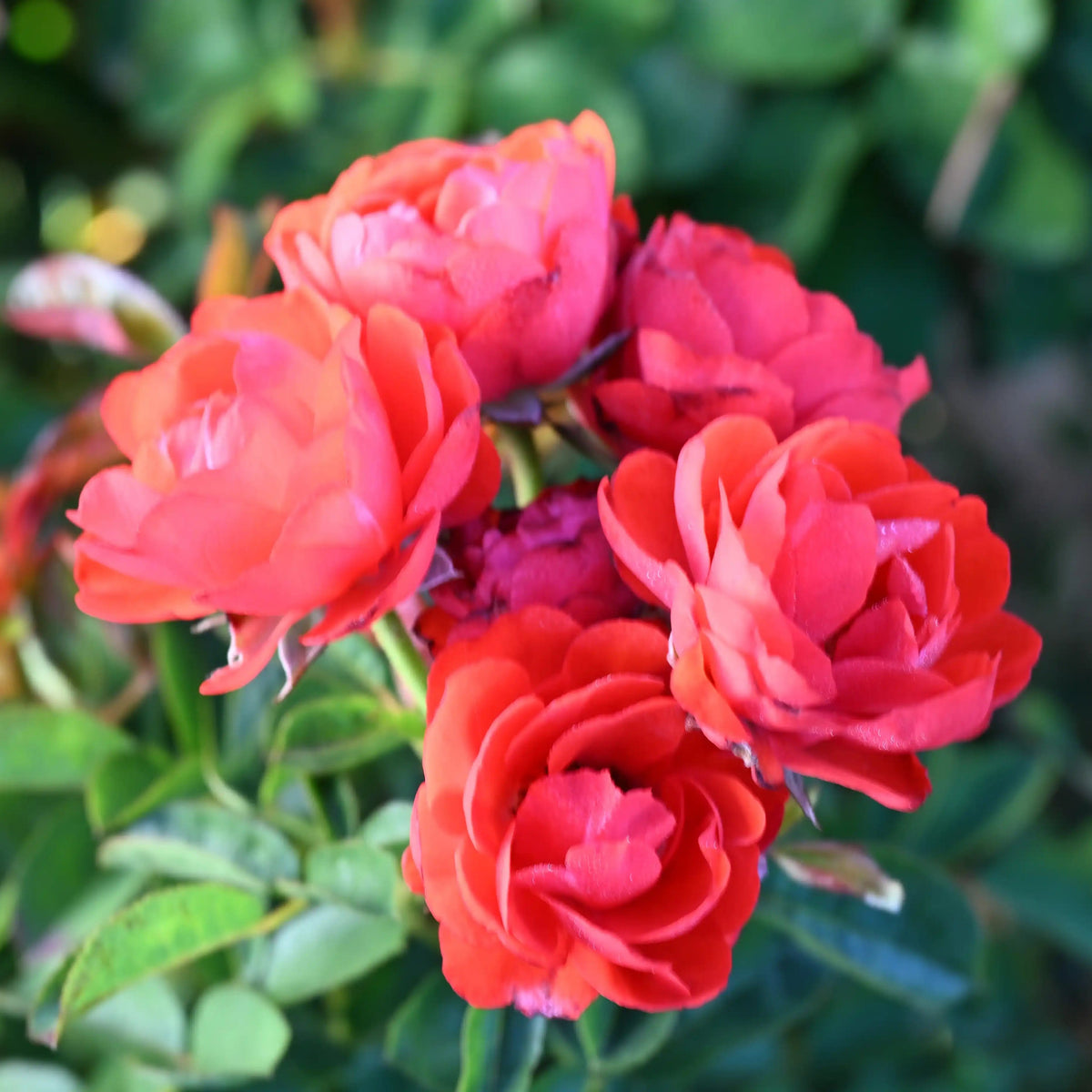 Rose - Red Maya