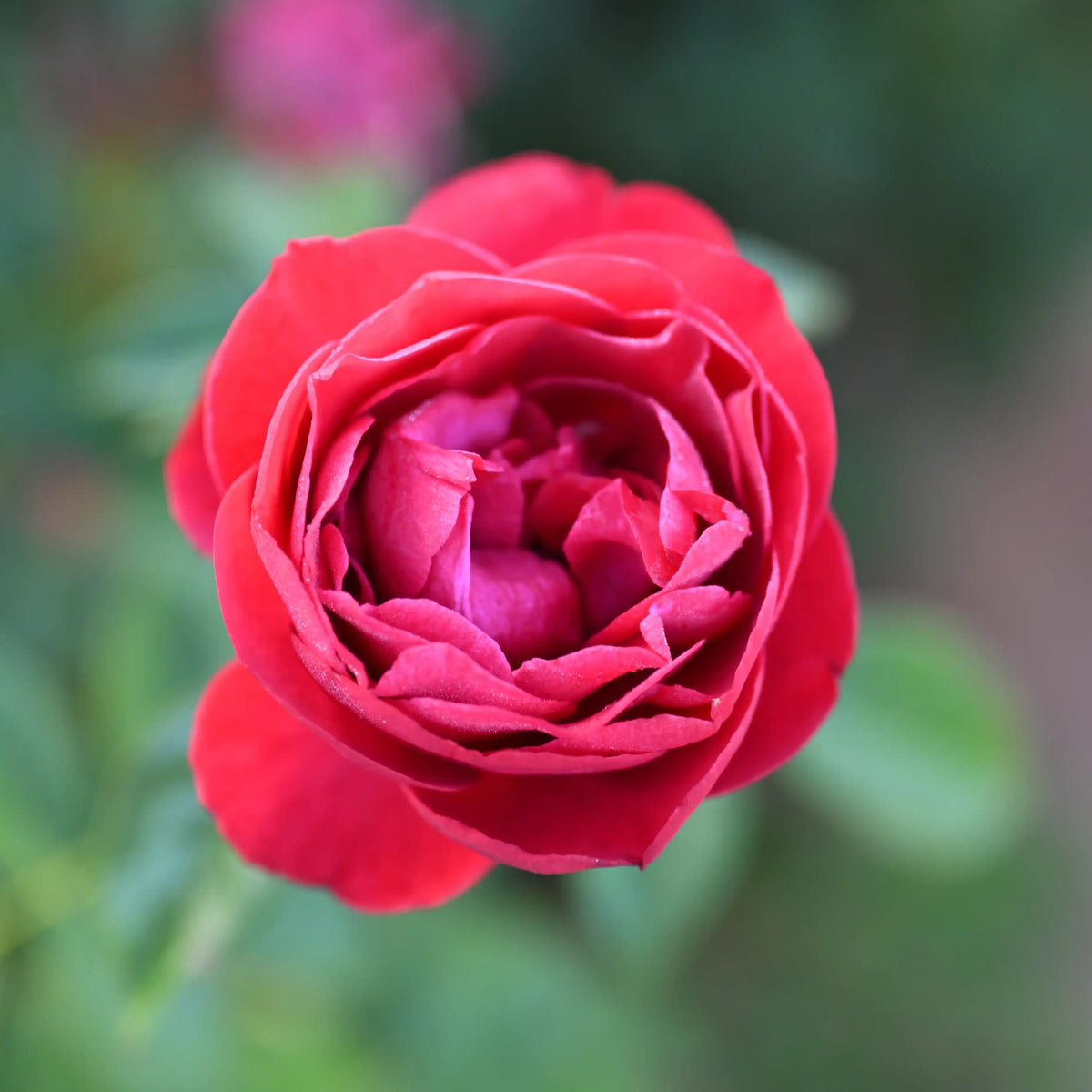 Rose - Rosemantic Red