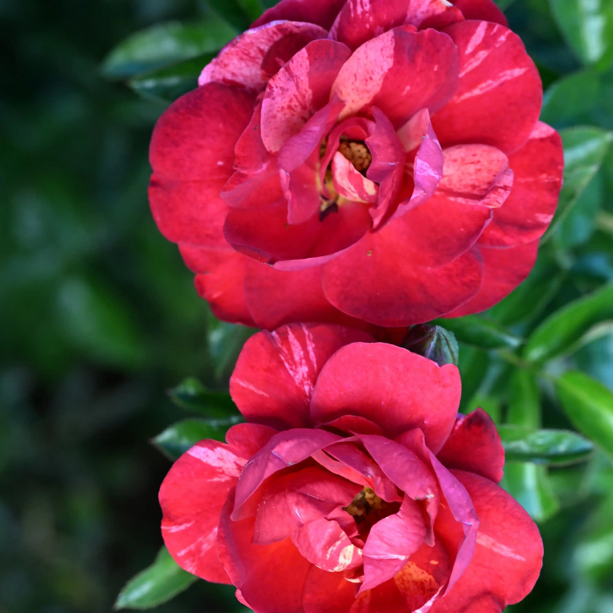 Rose - Crazy Maya
