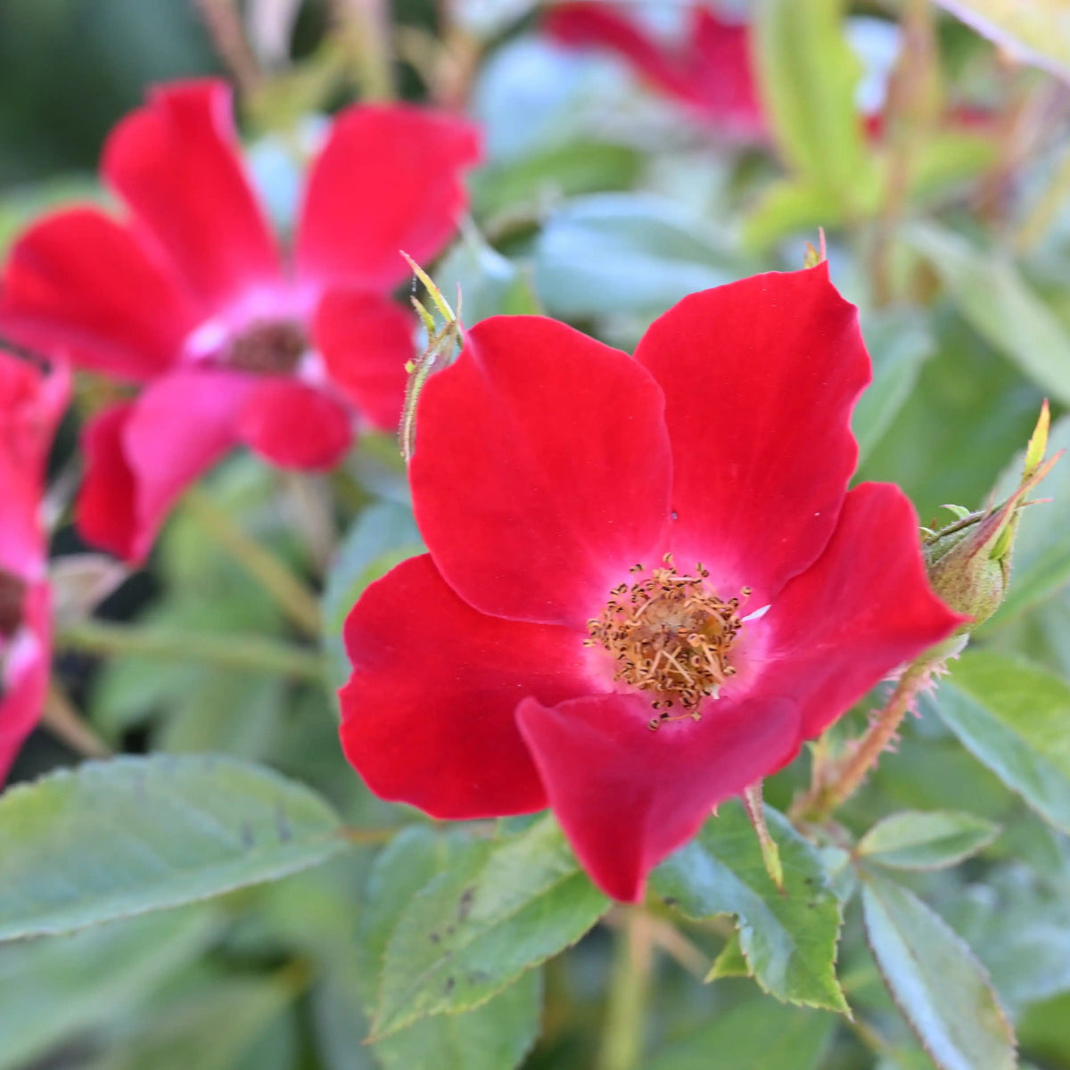 Rose - Rose de Tende