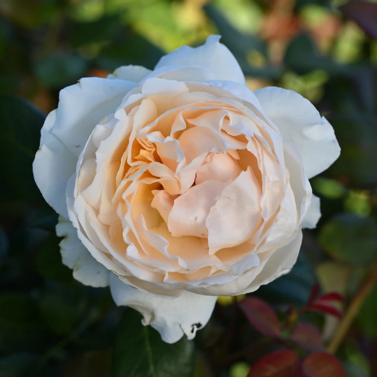 Rose - Gruaud Larose