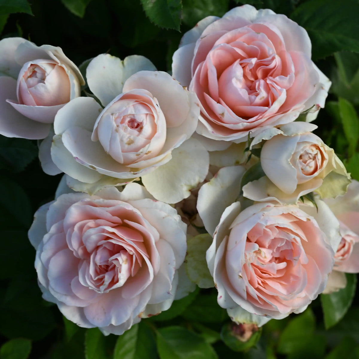 Rose - Roseville