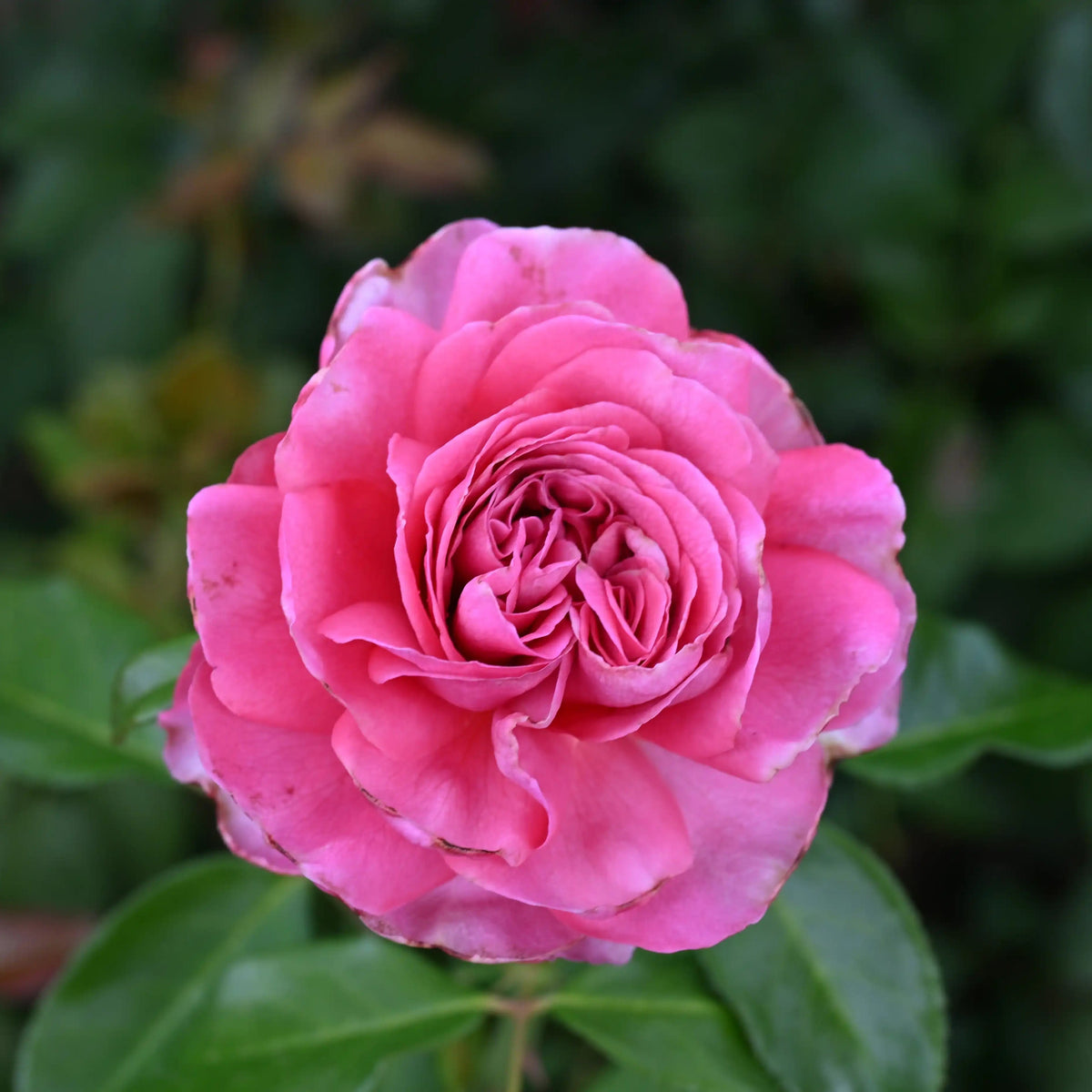 Rose - Anni