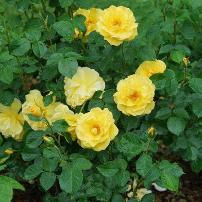 Rose - Proven Winners Reminiscent Yellow