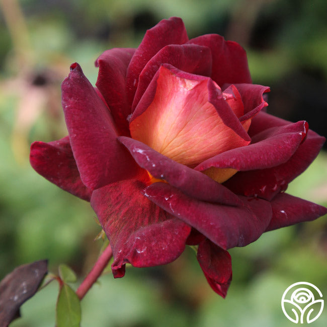 Rose - Dark Night