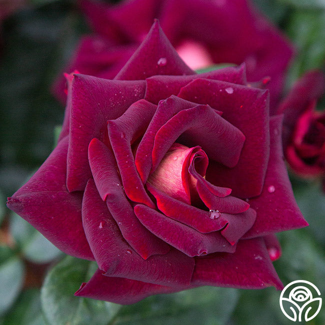 Rose - Dark Night