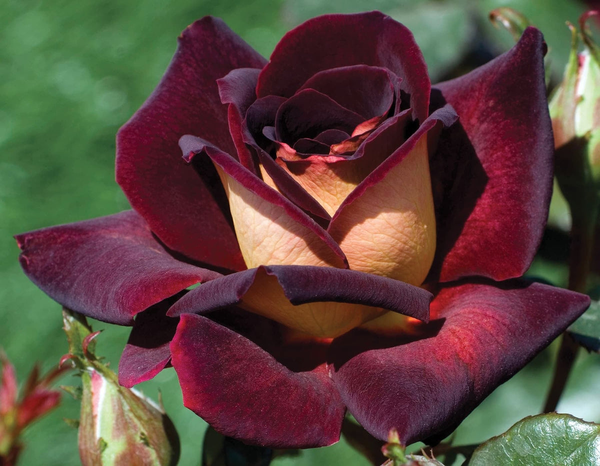 Rose - Dark Night