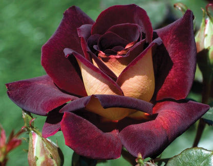 Rose - Dark Night