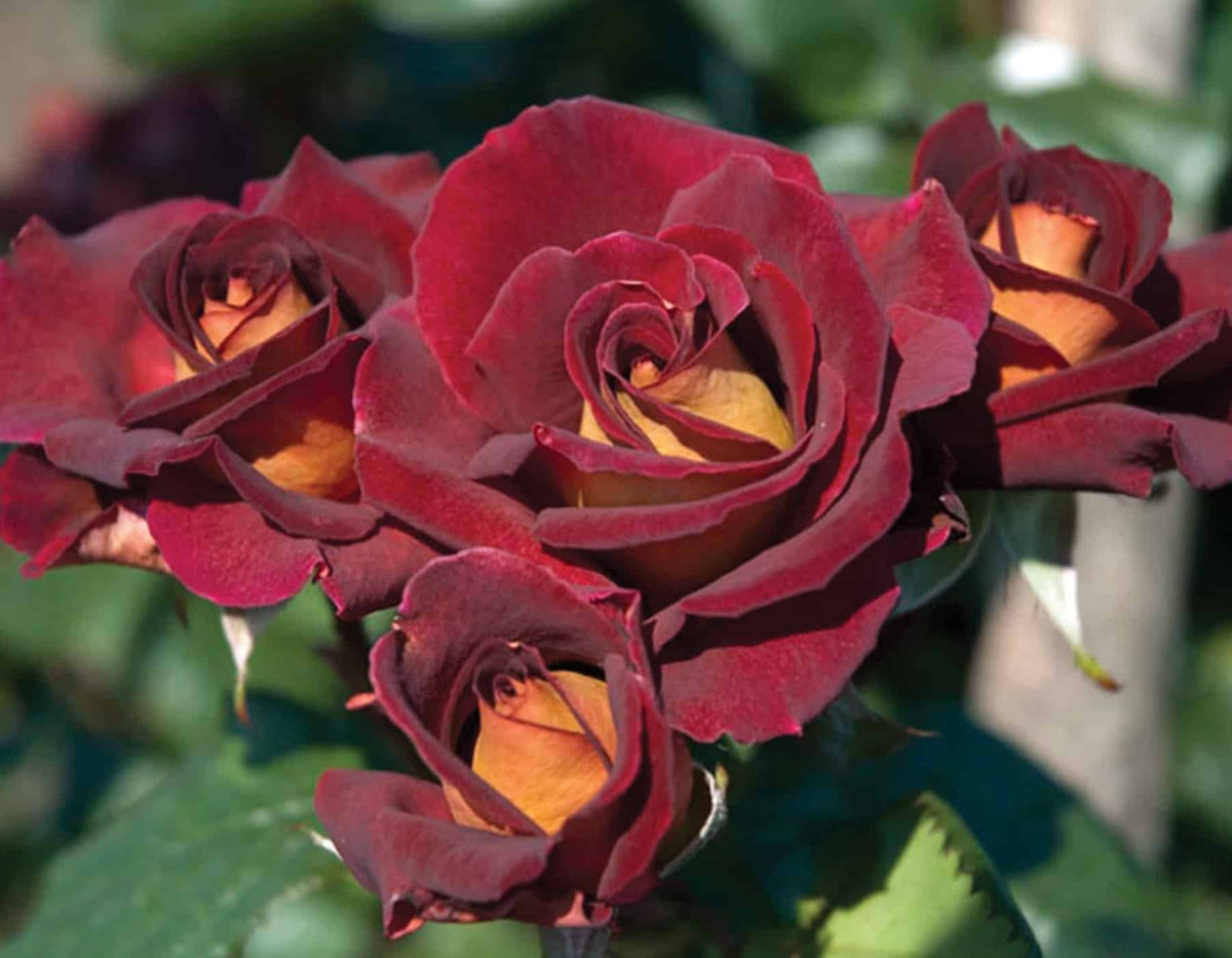 Rose - Dark Night