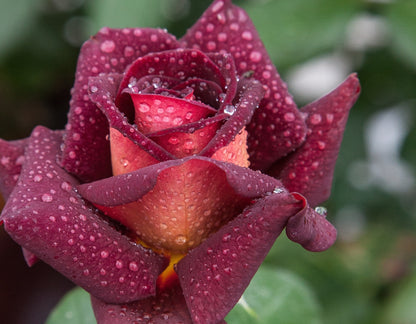Rose - Dark Night