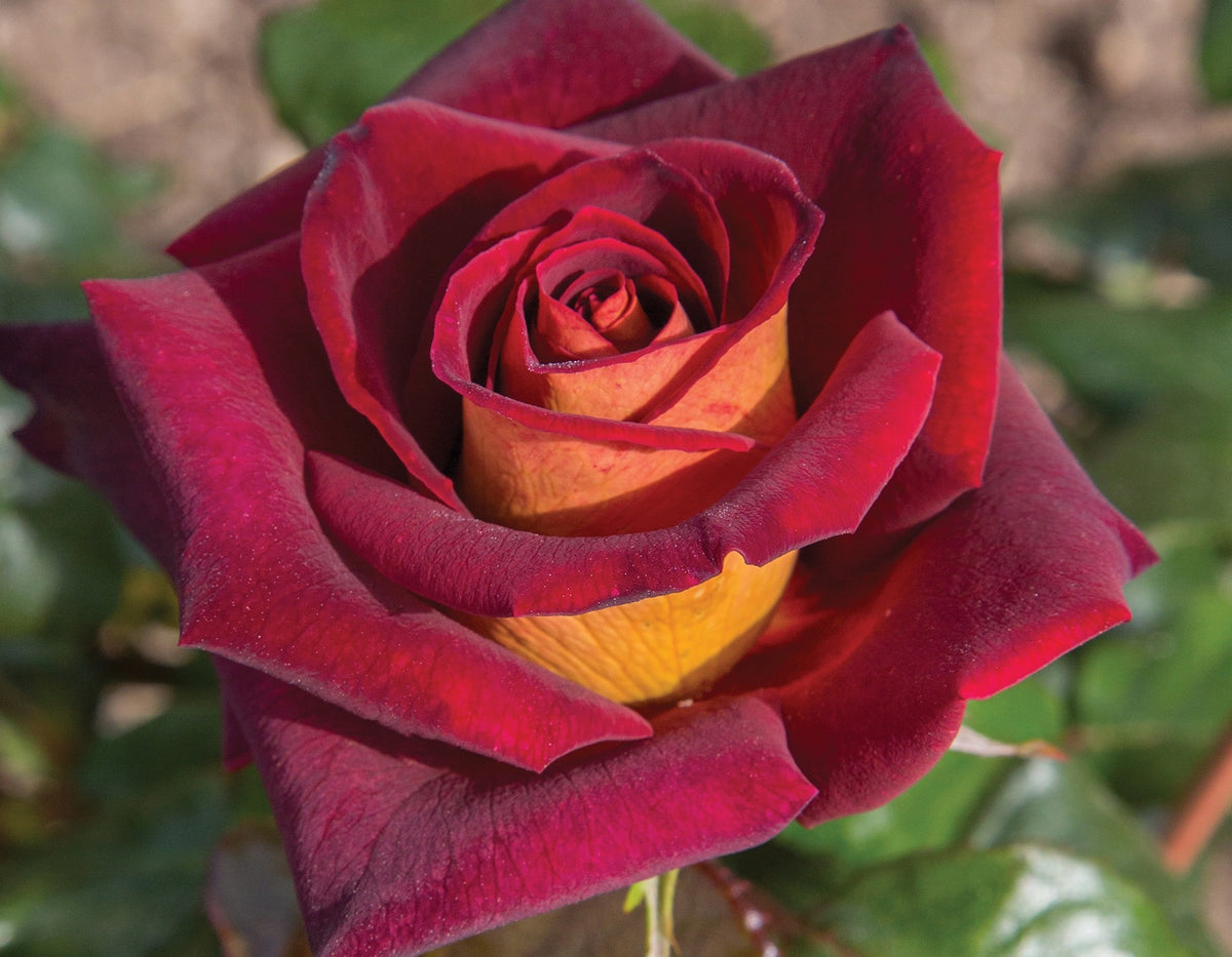 Rose - Dark Night