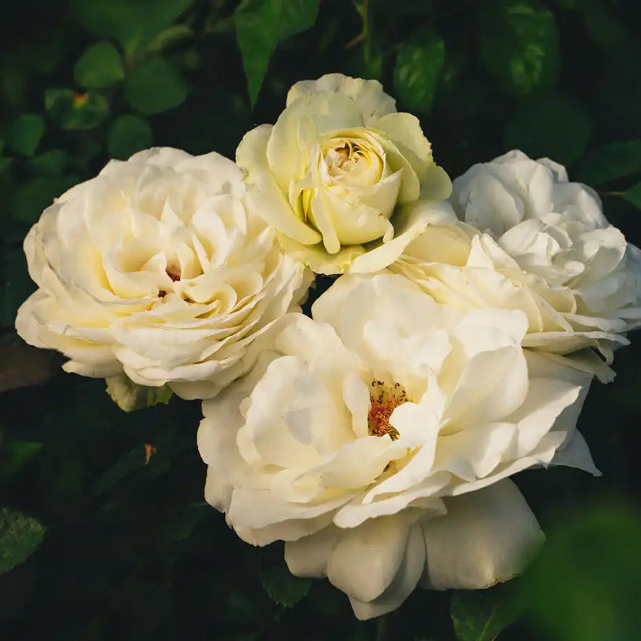 Rose - Debütantin