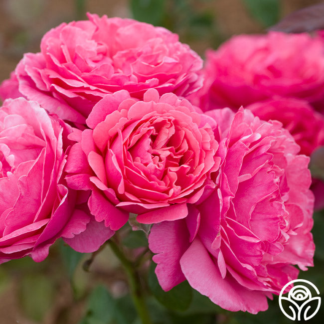 Rose - Dee-Lish