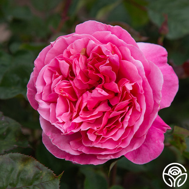 Rose - Dee-Lish