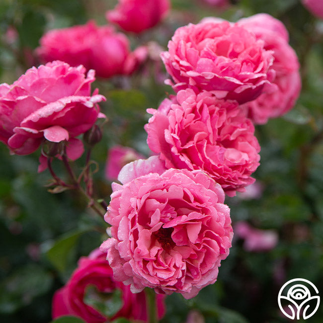 Rose - Dee-Lish