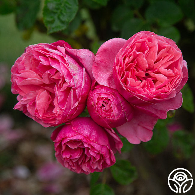 Rose - Dee-Lish