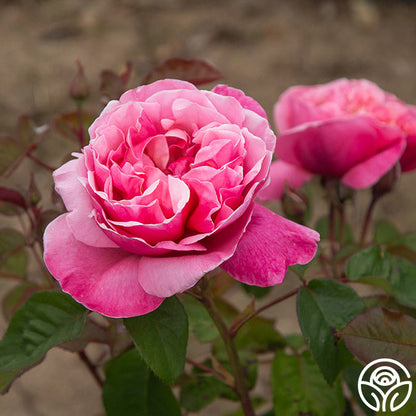 Rose - Dee-Lish