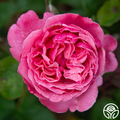 Rose - Dee-Lish