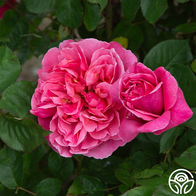 Rose - Dee-Lish