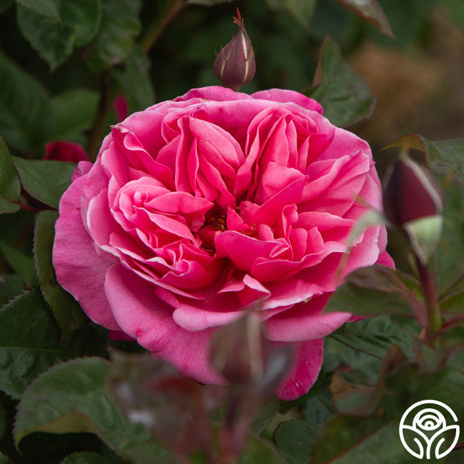 Rose - Dee-Lish