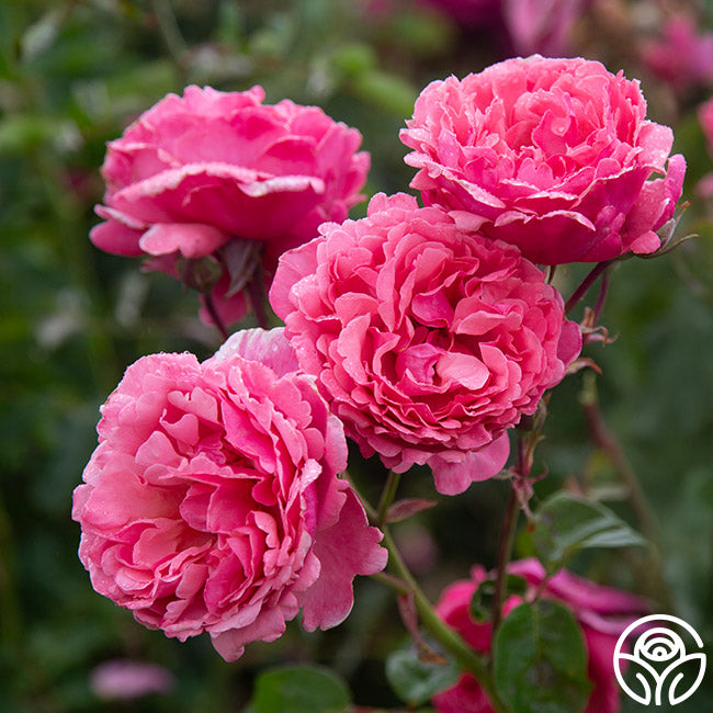 Rose - Dee-Lish