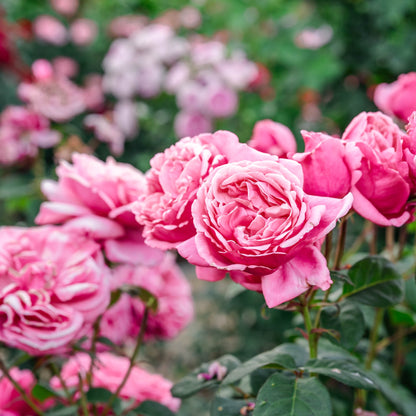 Rose - Dee-Lish