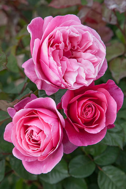 Rose - Dee-Lish