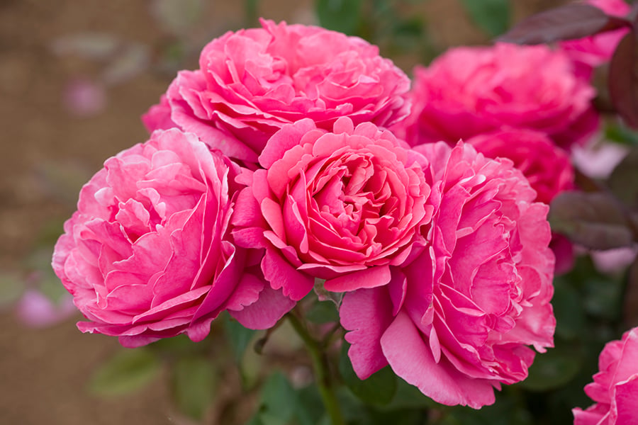 Rose - Dee-Lish