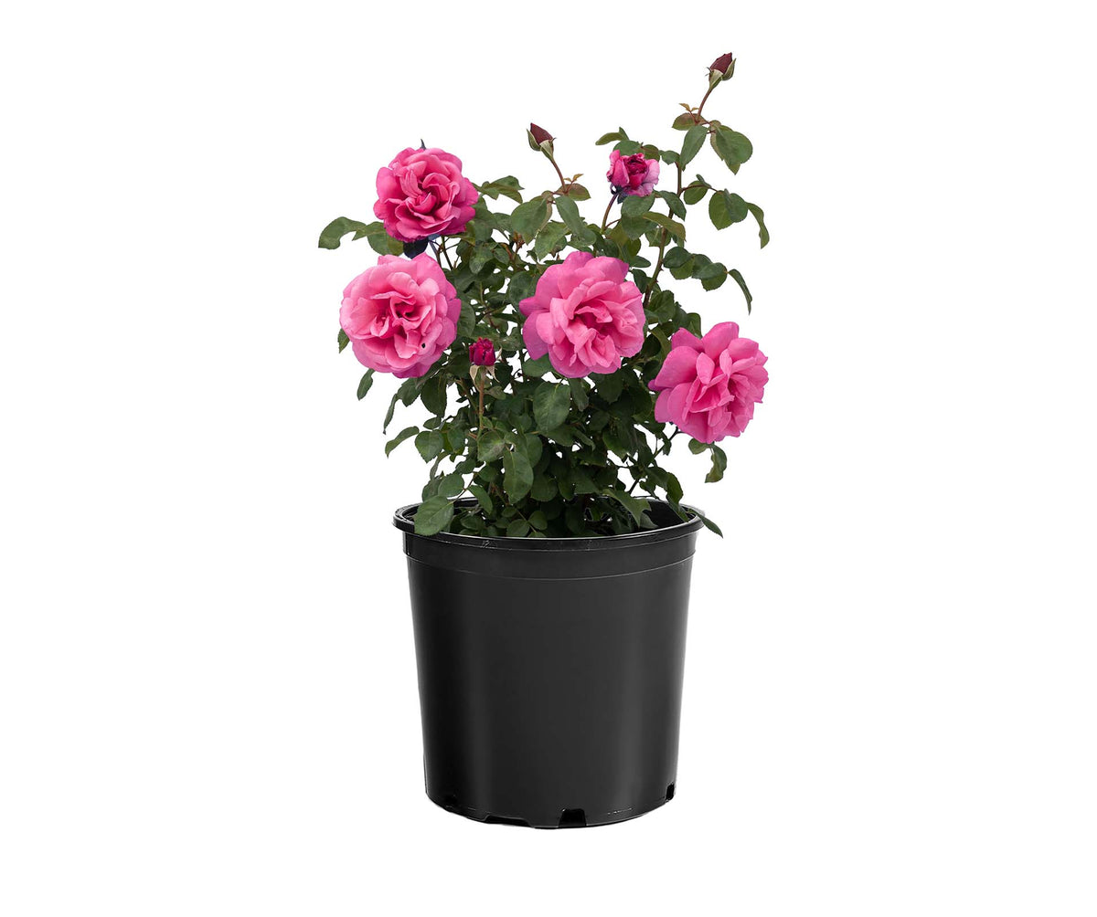 Rose - Dee-Lish