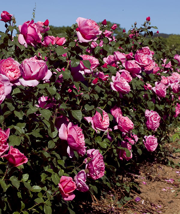 Rose - Dee-Lish