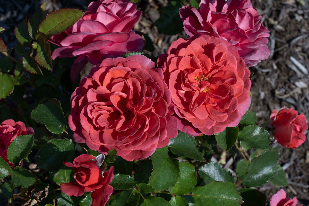 Rose - Desert Sky