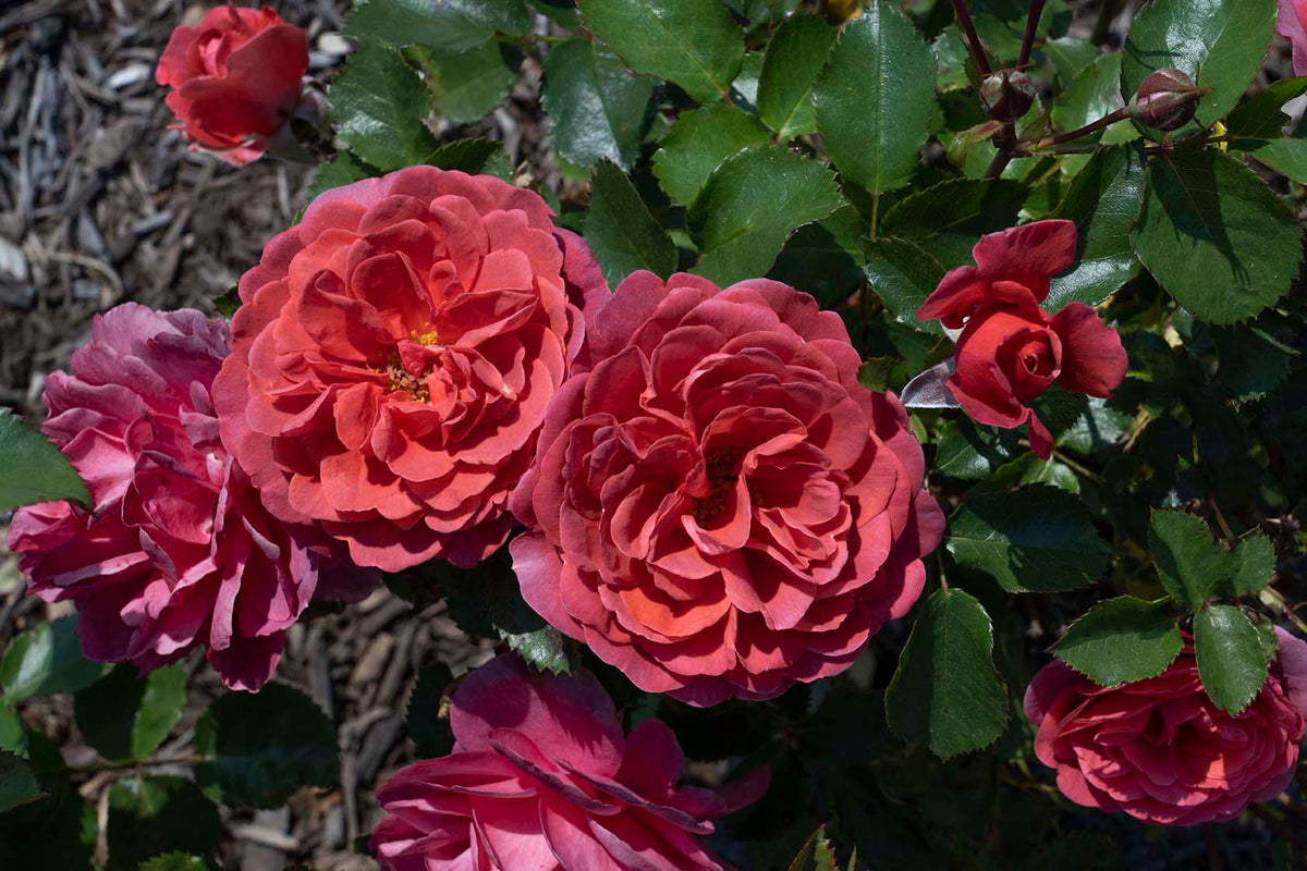 Rose - Desert Sky