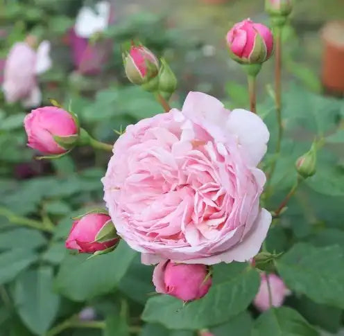 Rose - Divina