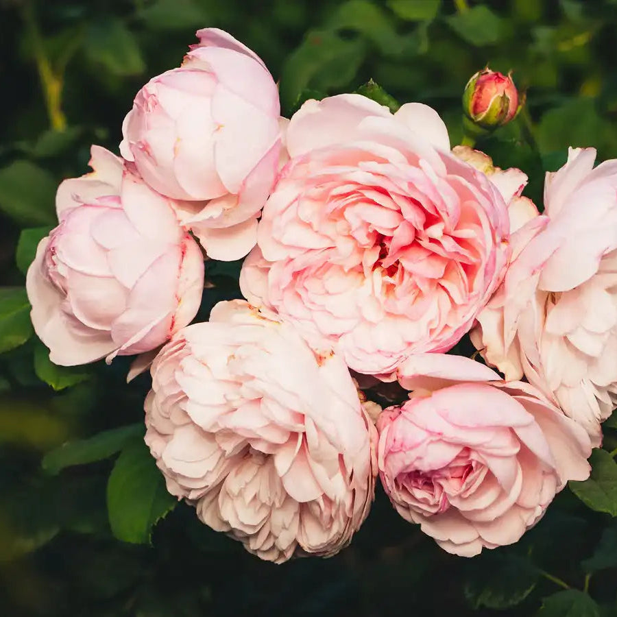 Rose - Divina