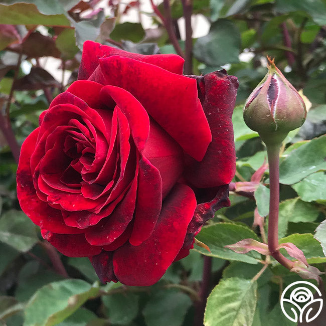 Rose - Don Juan