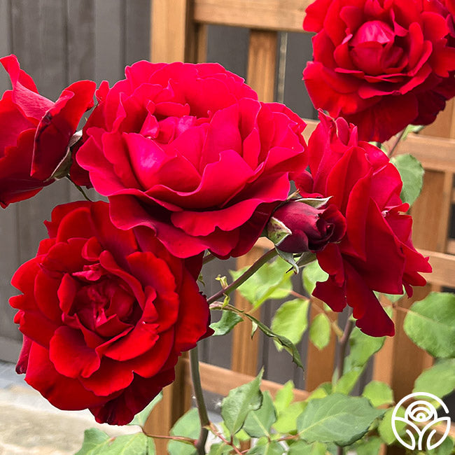Rose - Don Juan