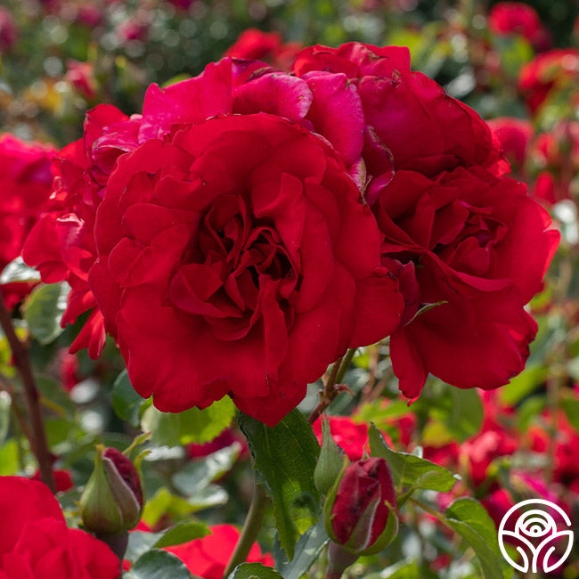 Rose - Don Juan