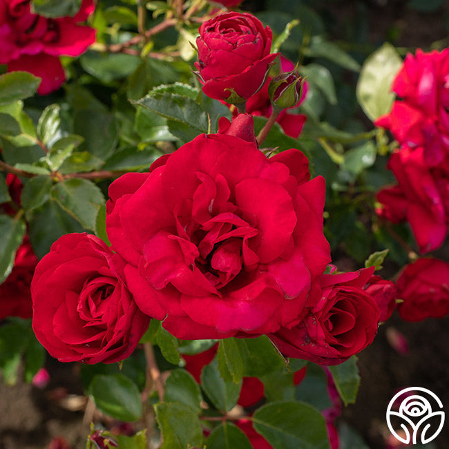 Rose - Don Juan