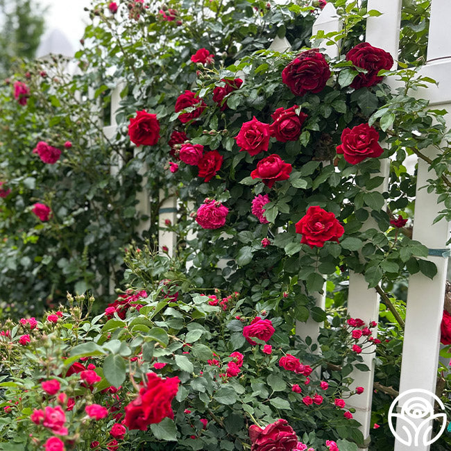 Rose - Don Juan