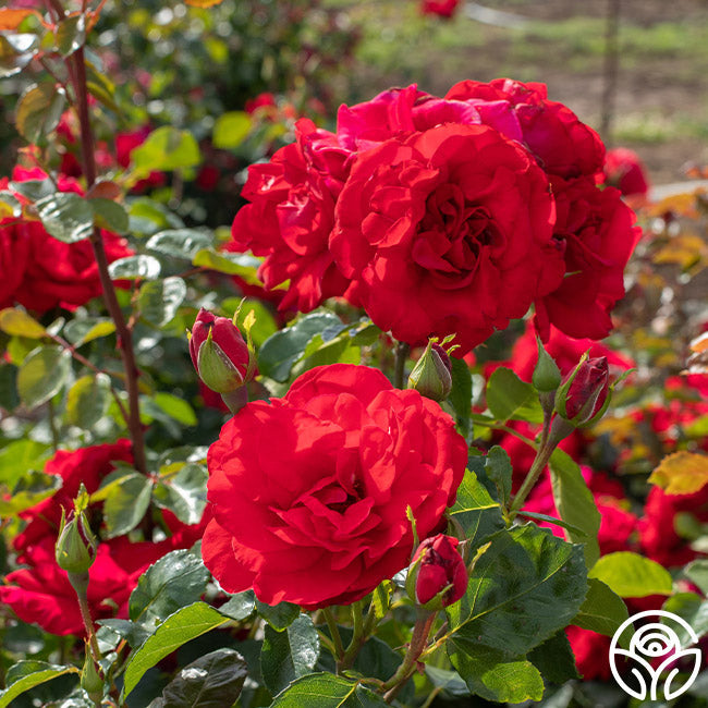 Rose - Don Juan