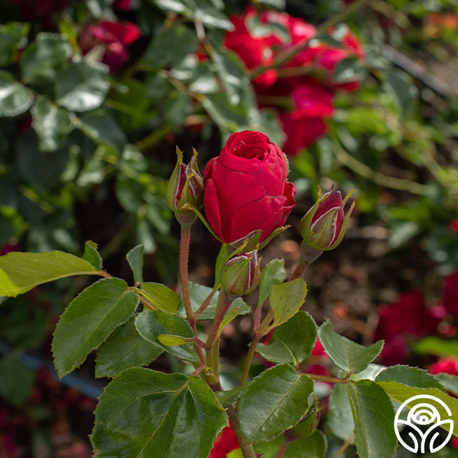 Rose - Don Juan