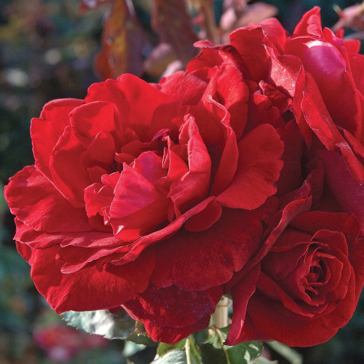 Rose - Don Juan