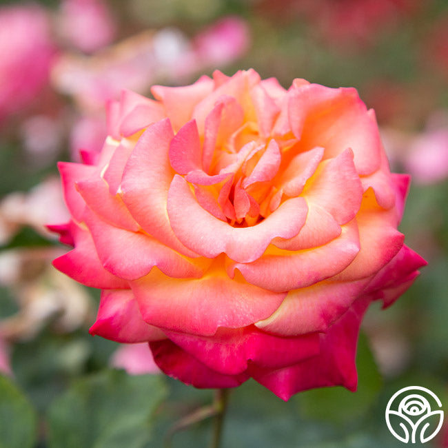Rose - Dream Come True