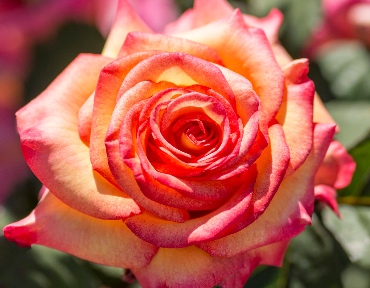 Rose - Dream Come True