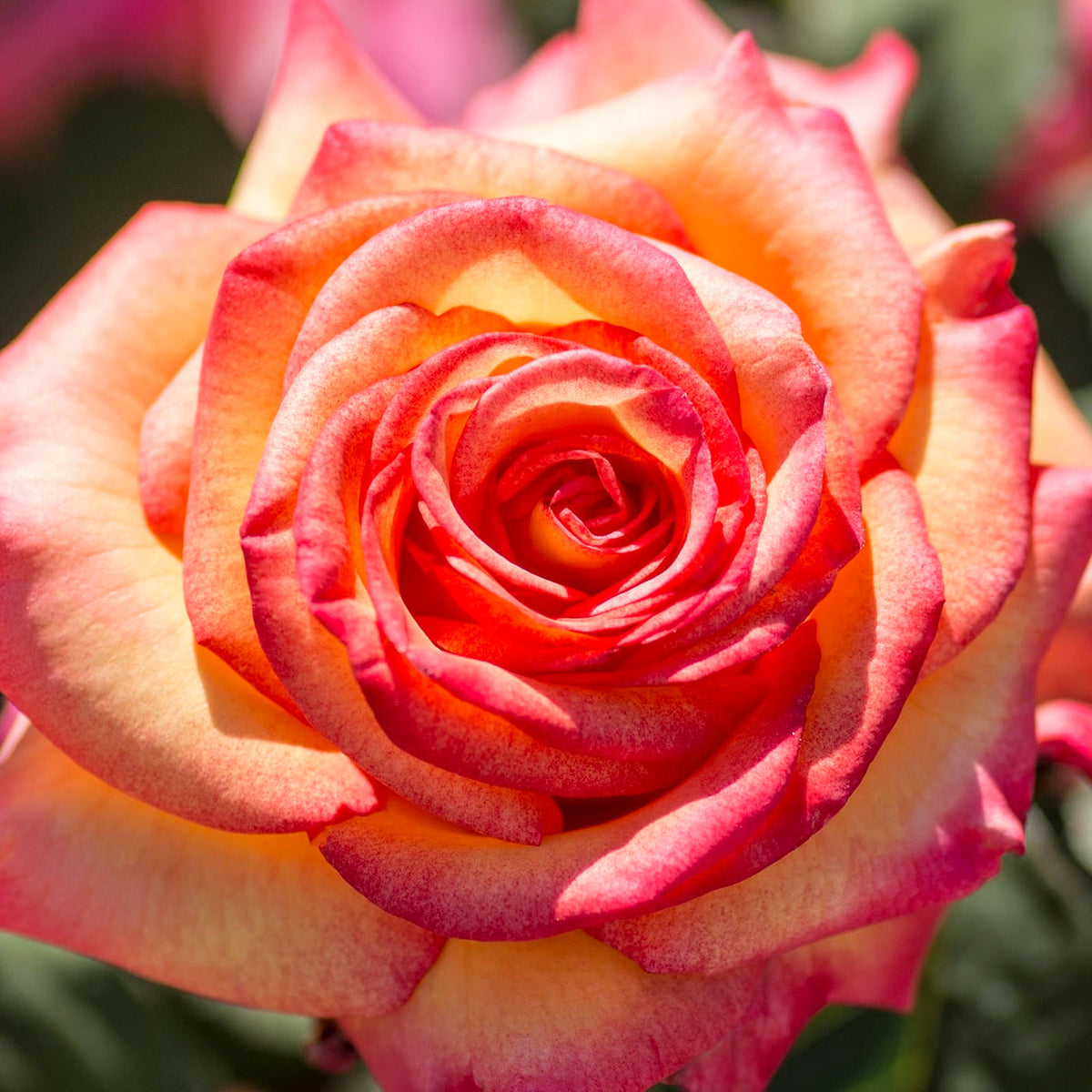 Rose - Dream Come True