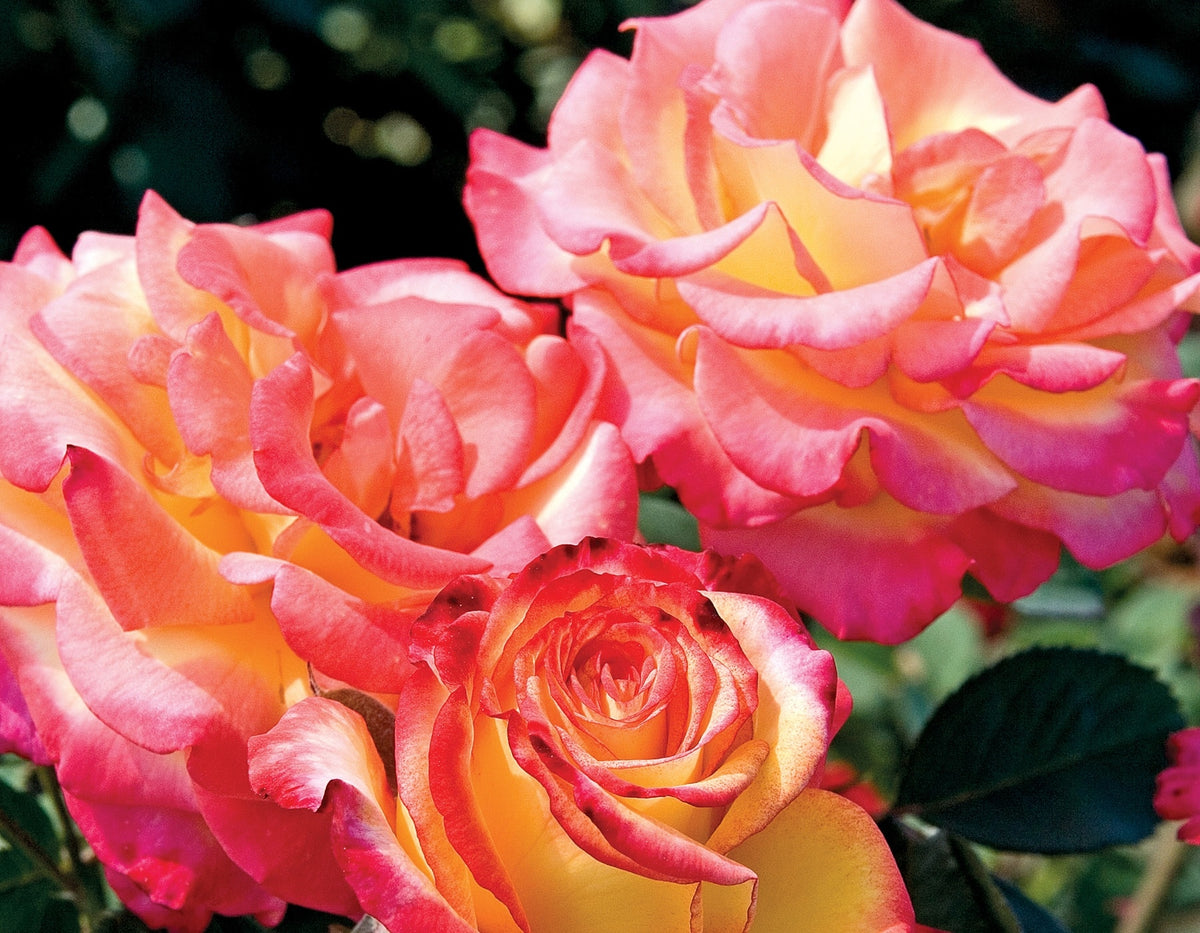 Rose - Dream Come True