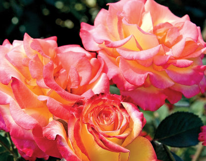 Rose - Dream Come True