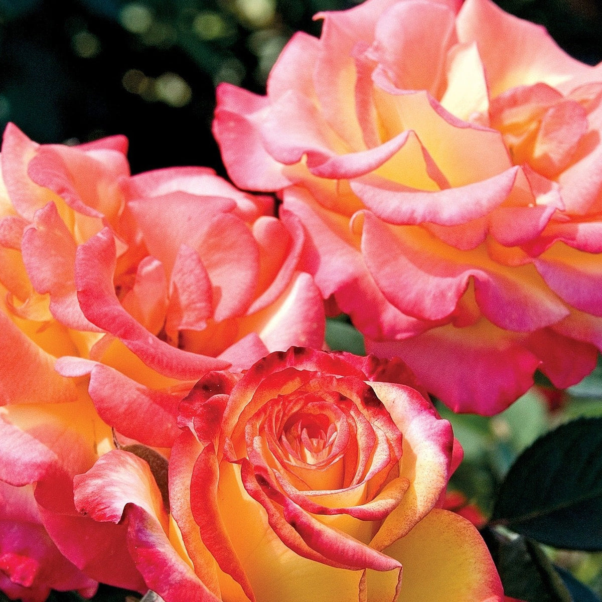 Rose - Dream Come True